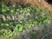 Lady Finger planting 22
